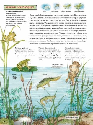 Животные и растения рек, озёр и морей. BIObook А. Толмачёва фото книги 7