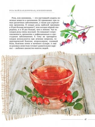 Зеленые лекари. Дикорастущие лекарственные растения Беларуси фото книги 6