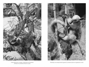 Путешествия натуралиста. Приключения с дикими животными фото книги 7