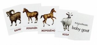 Домашние животные. 16 раздаточных карточек с текстом на русском и английском языках фото книги 2