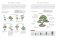 Bonsai master class фото книги маленькое 5