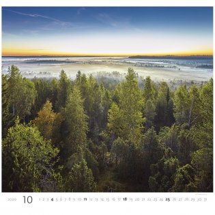 Forest (Лес). Календарь настенный на пружине на 2020 год фото книги 10