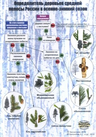 Наглядный определитель деревьев средней полосы России в осенне-зимний сезон фото книги