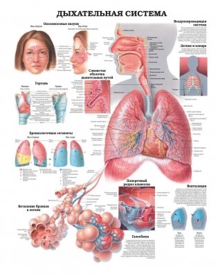 Анатомия человека: болезни и нарушения фото книги 3