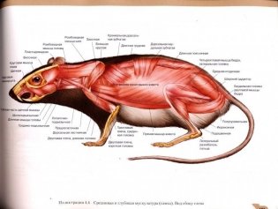 Атлас анатомии мелких домашних животных фото книги 3