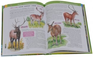 Большая детская энциклопедия животных фото книги 2
