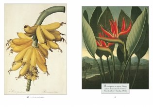 Ботаническая иллюстрация. Мотивы & идеи фото книги 3