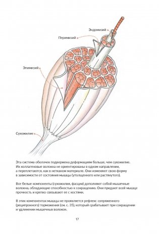 Анатомия йоги. Как работают мышцы фото книги 5