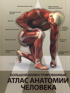 Большой иллюстрированный атлас анатомии человека фото книги