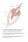 Анатомия йоги. Как работают мышцы фото книги маленькое 6