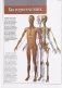 Атлас анатомии человека фото книги маленькое 4