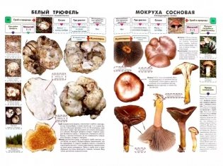 Самые распространенные съедобные грибы. Справочник-определитель начинающего грибника фото книги 2
