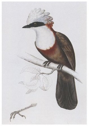 Птицы Гималаев. Иллюстрации Дж. Гульда фото книги 2