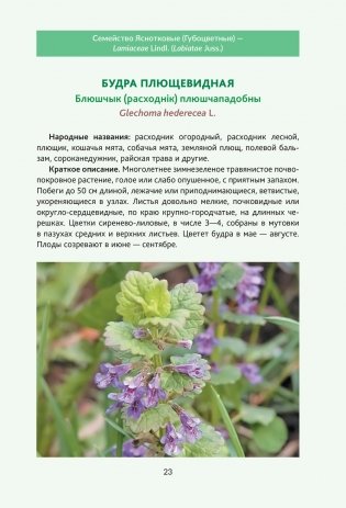Пряно-ароматические растения природной флоры Беларуси фото книги 4