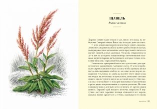 Травы. Природный источник жизненной силы фото книги 4