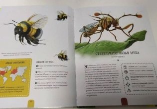 Насекомые. Энциклопедия, которая становится экзотической коллекцией насекомых фото книги 6
