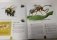 Насекомые. Энциклопедия, которая становится экзотической коллекцией насекомых фото книги маленькое 7