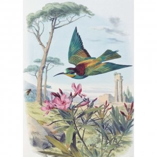 Самые красивые птицы. Иллюстрации Э. Травье фото книги 2