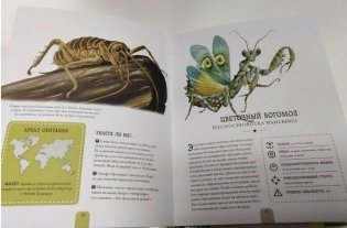 Насекомые. Энциклопедия, которая становится экзотической коллекцией насекомых фото книги 7