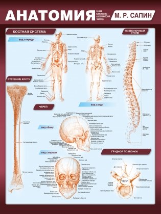 Анатомия. Самая компактная анатомическая таблица фото книги