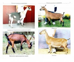 Основы молочного козоводства фото книги 2