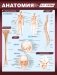 Анатомия. Самая компактная анатомическая таблица фото книги маленькое 2