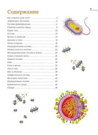 Тело человека. Атлас анатомии в картинках фото книги 2