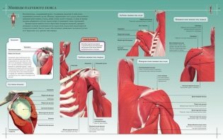 Анатомия человека 360°. Иллюстрированный атлас фото книги 9