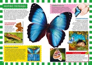 Бабочки. Первая энциклопедия для детей фото книги 5