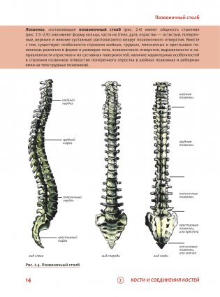 Наглядная анатомия человека. Подробный атлас с иллюстрациями фото книги 14