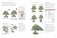 Bonsai master class фото книги маленькое 6