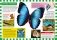 Бабочки. Первая энциклопедия для детей фото книги маленькое 6