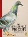 The Remarkable Pigeon фото книги маленькое 2