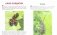 Стрекозы и другие насекомые + обучающие карточки фото книги маленькое 3