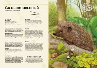 Лесные животные в натуральную величину фото книги 5