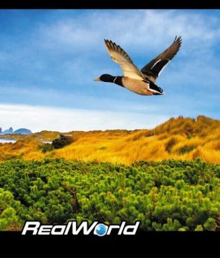 Тетрадь общая "Real World", 48 листов, клетка фото книги