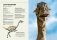 Динозавры в натуральную величину фото книги маленькое 8