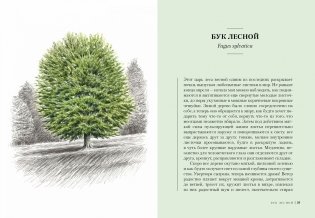 Деревья. Как жизни человека и дерева переплетены друг с другом фото книги 5