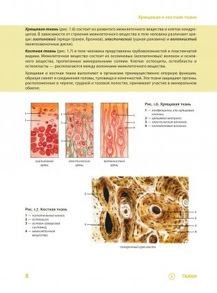 Наглядная анатомия человека. Подробный атлас с иллюстрациями фото книги 9