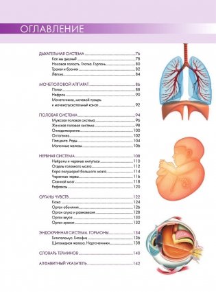 Анатомия человека. Большой популярный атлас фото книги 3