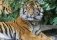 Холст с красками "Рисование по номерам. Тигр в джунглях", 22х30 см. фото книги маленькое 2