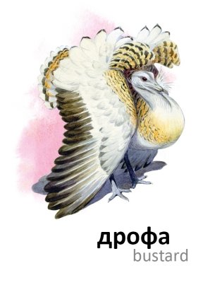 Птицы фото книги 7