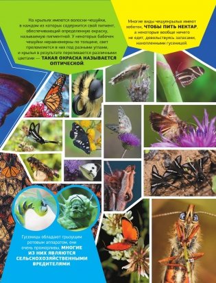 Большая энциклопедия о насекомых. 500 фотографий и фактов фото книги 3