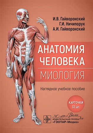 Анатомия человека. Миология. Карточки : наглядное учебное пособие фото книги