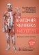 Анатомия человека. Миология. Карточки : наглядное учебное пособие фото книги маленькое 2