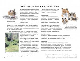 Мышиная книга фото книги 4