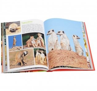 Моя большая книга о животных фото книги 8