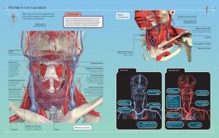 Анатомия человека 360°. Иллюстрированный атлас фото книги 8