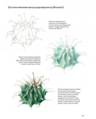 Ботаническая иллюстрация. Руководство по рисованию от Королевских ботанических садов Кью фото книги 5