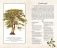 Тайный язык деревьев фото книги маленькое 9